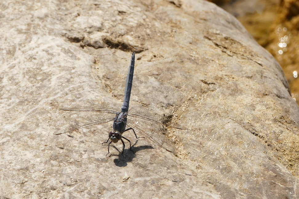 Dragonflies of Rhodes Island (Greece)  -NEW-